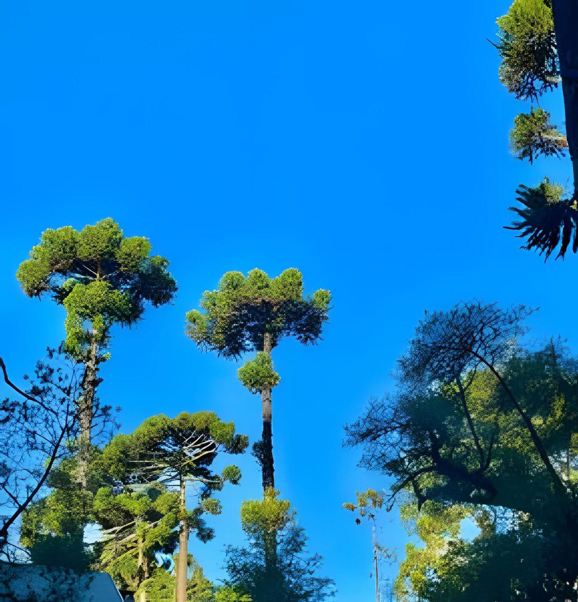 Cabana Suspensa Na Natureza - Regiao Turistica Кампус-ду-Жордау Экстерьер фото