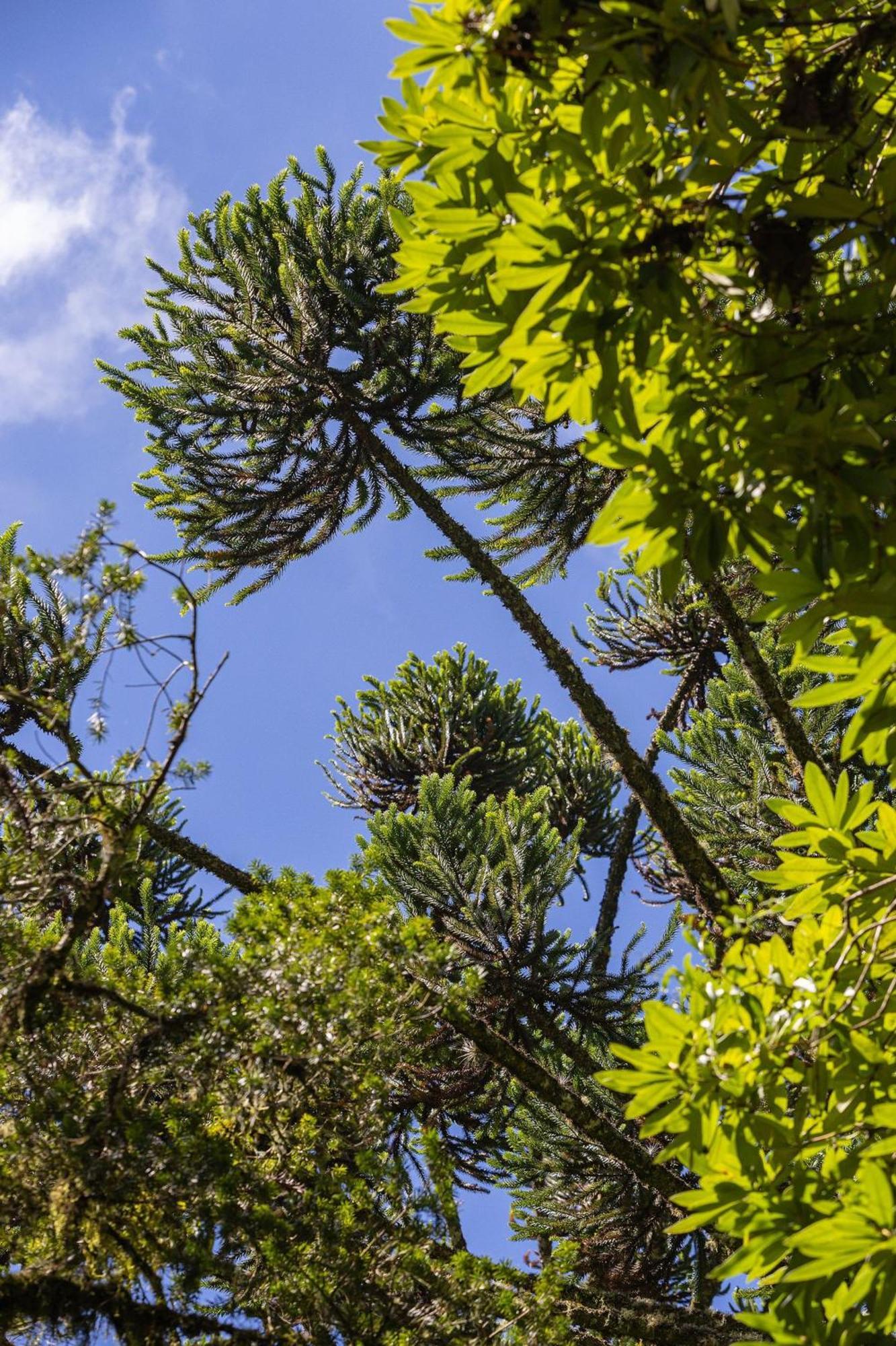 Cabana Suspensa Na Natureza - Regiao Turistica Кампус-ду-Жордау Экстерьер фото